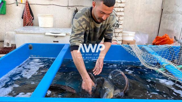 بائع يختار سمكة من داخل حوض في محل بالعاصمة العراقية بغداد حيث لا تزال غالبية العائلات تحافظ على وجود السمك ضمن قائمة الطعام المفضلة لديها رغم الجفاف الذي تشهده البلاد (6 مارس آذار 2024)